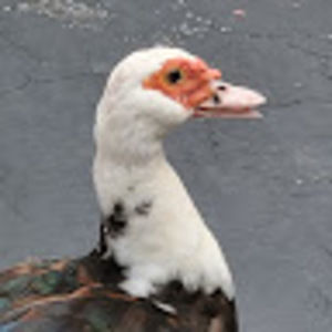 Meet your Posher, Torch